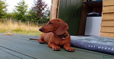 Dachshund dogs - Advert 2