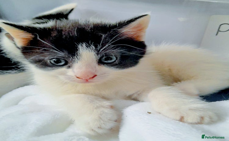 Mixed Breed cats - Advert 12