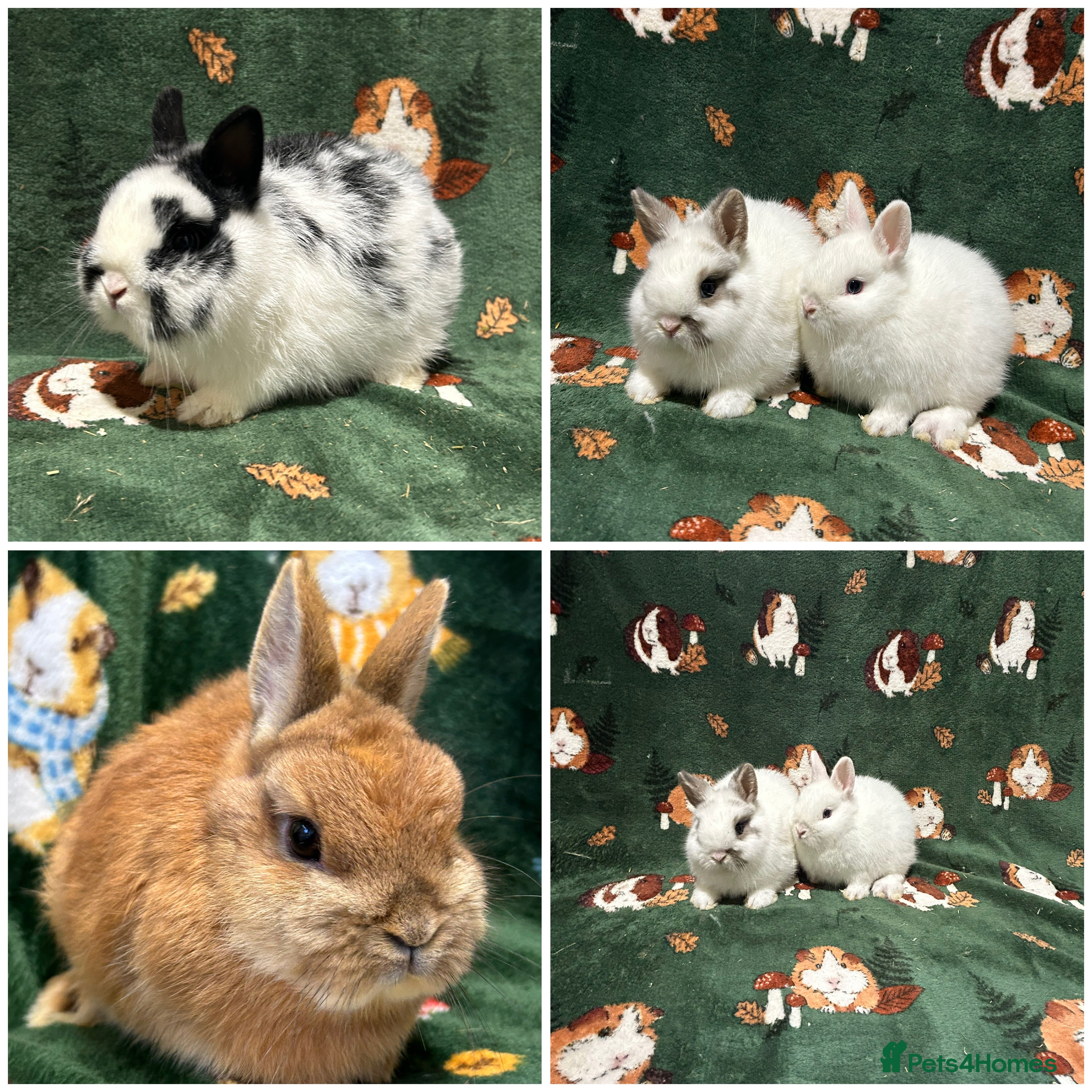 Netherland Dwarf rabbits Baby Netherland dwarfs Ready now  - Advert 3