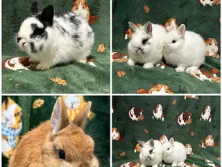 Netherland Dwarf rabbits Baby Netherland dwarfs Ready now - Advert 5
