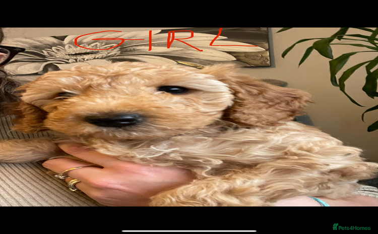 Cockapoo dogs - Advert 1