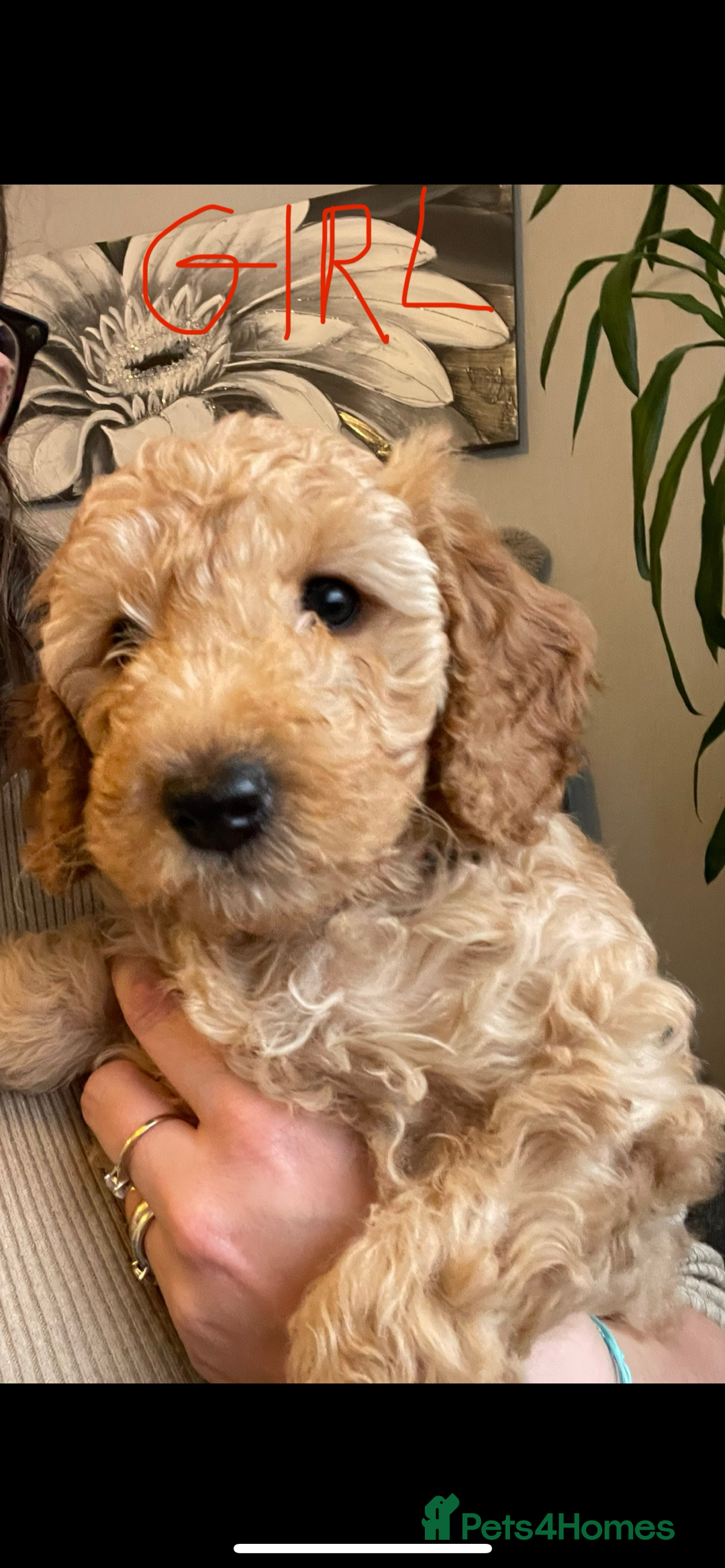 Cockapoo dogs for sale: Cockapoo puppies  - Image 1