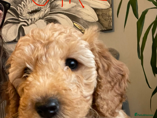 Cockapoo dogs for sale - Advert 1