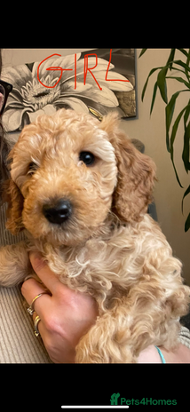 Cockapoo dogs - Advert 1