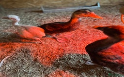 Ducks poultry for sale: Muscovies Muscovy ducklings Unsexed  - Image 4