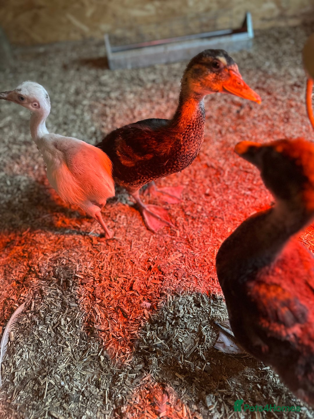 Ducks poultry for sale: Muscovies Muscovy ducklings Unsexed  - Image 4
