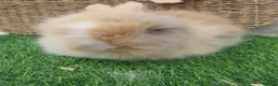 Lionhead rabbits for sale: Double Mane Lionheads - Advert 11