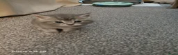 Mixed Breed cats for sale: Ragdoll mix kittens - Advert 12