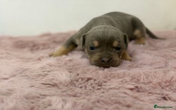 Olde English Bulldogge dogs for sale: Old English Bulldog PUPPIES 👀‼️ - Image 14