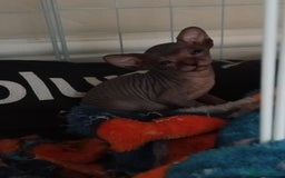 Sphynx cats for sale: Beautiful blue tabby girl - Advert 3