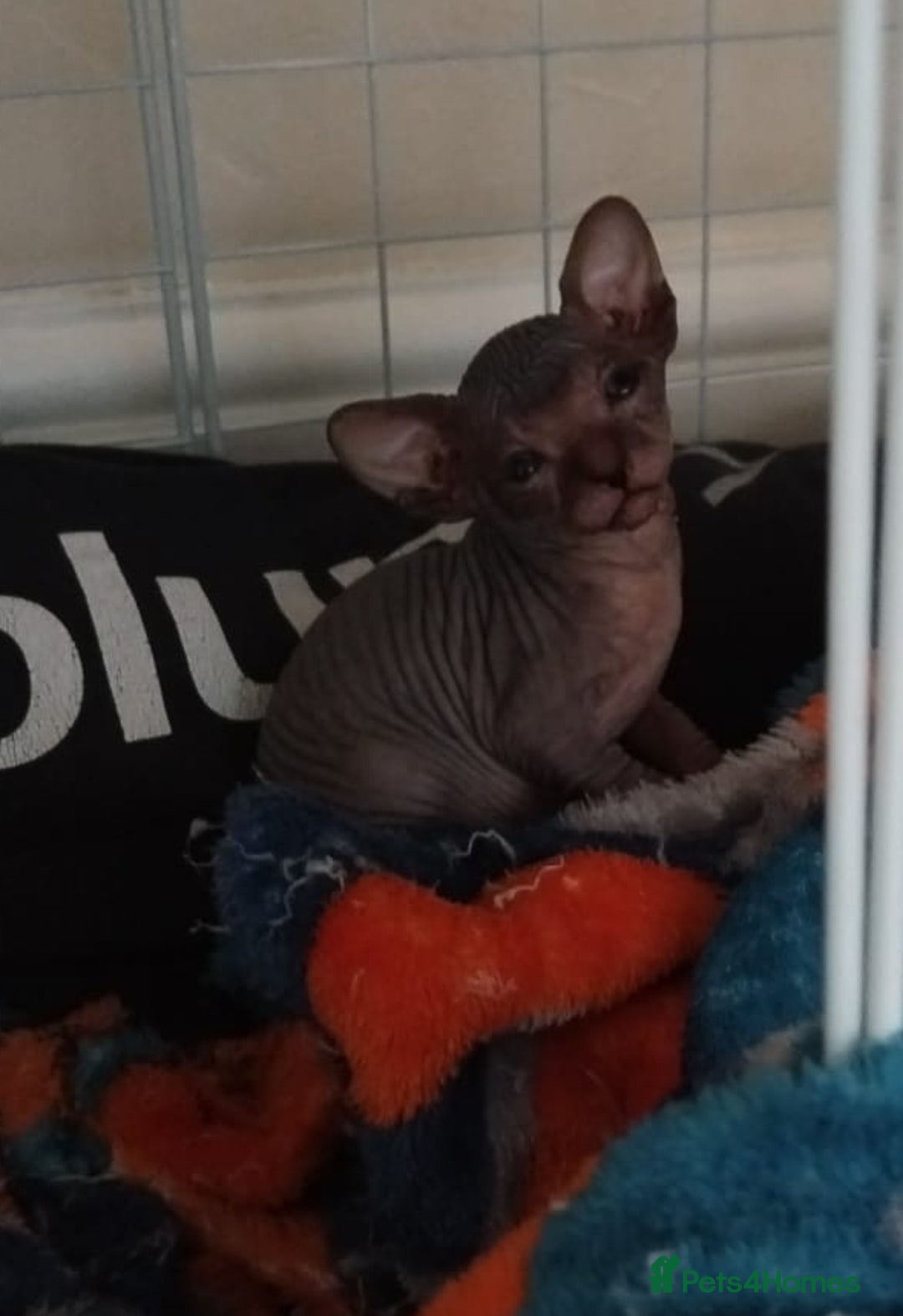 Sphynx cats for sale: Beautiful blue tabby girl - Advert 3