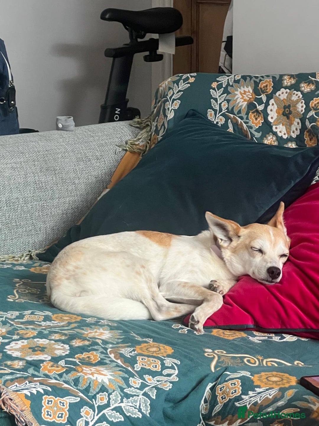 Mixed Breed dogs for adoption: 💖🐶 JULIET 🐶💖 - Image 21