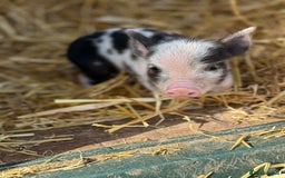Pig livestock for sale: Stunning Mini Pigs - Image 9
