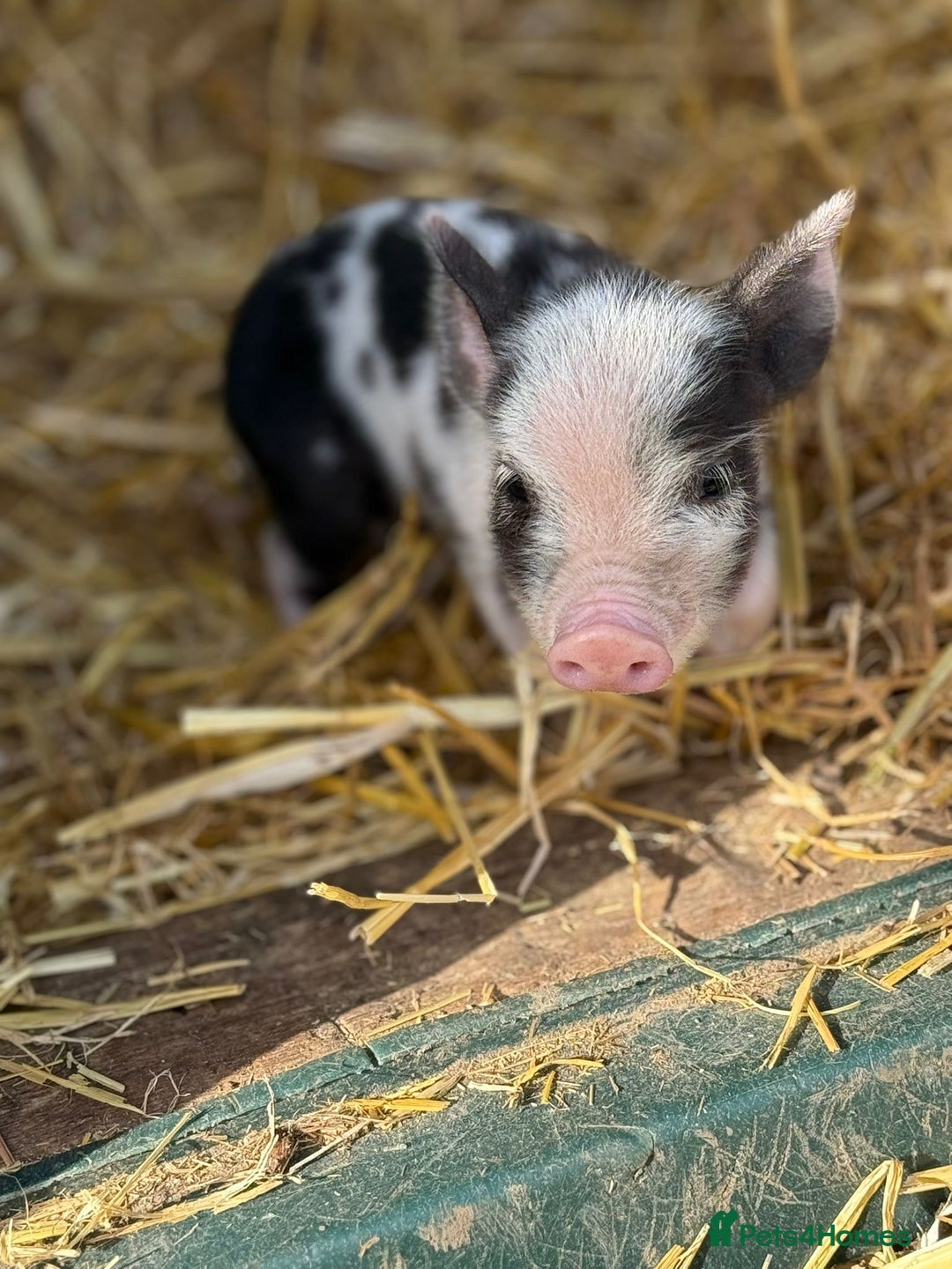 Pig livestock for sale: Stunning Mini Pigs - Image 9