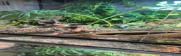 Bearded Dragon reptiles for sale: Full bearded dragon set up and bearded dragon  - Advert 3