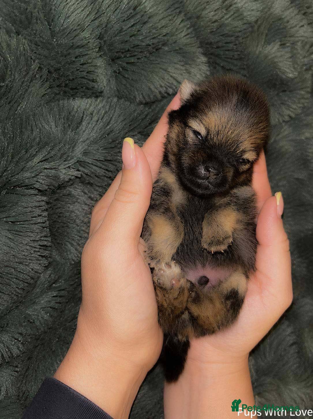 Pomeranian dogs ✨ Available to the Very Best Home Only ✨ - Advert 2