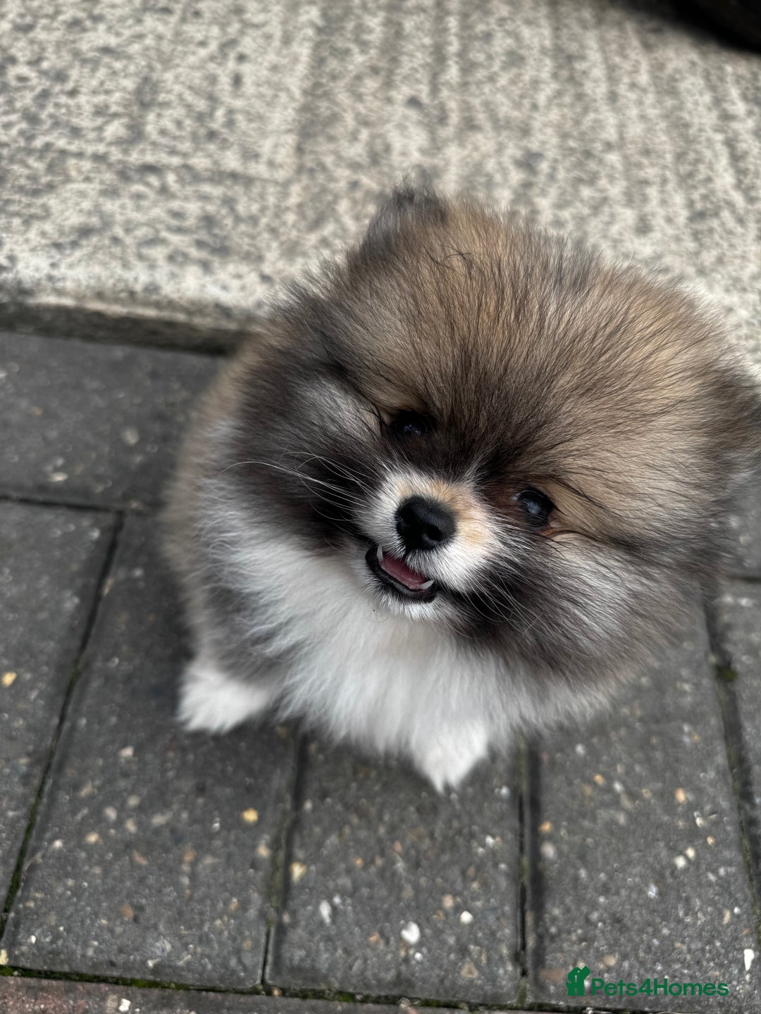 Pomeranian dogs for sale: 1 BOY 1 GIRL POMERANIAN PUPPIES AVAILABLE  - Image 5
