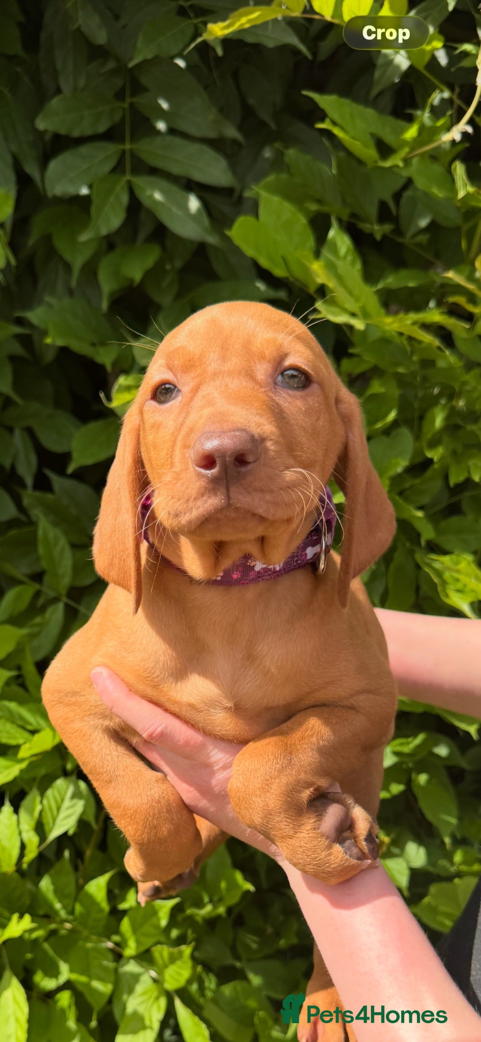 Hungarian Vizsla dogs Beautiful Hungarian vizsla pups ready now - Advert 10