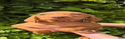 Hungarian Vizsla dogs for sale: Beautiful Hungarian vizsla pups ready now in Southampton - Advert 1