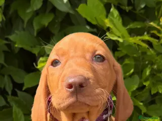 Hungarian Vizsla dogs Beautiful Hungarian vizsla pups ready now - Advert 13