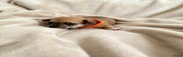 Chihuahua dogs for sale: Beautiful Chihuahua Pups - Advert 7