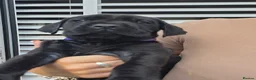 Cane Corso dogs for sale: Cane Corso puppies - Advert 21