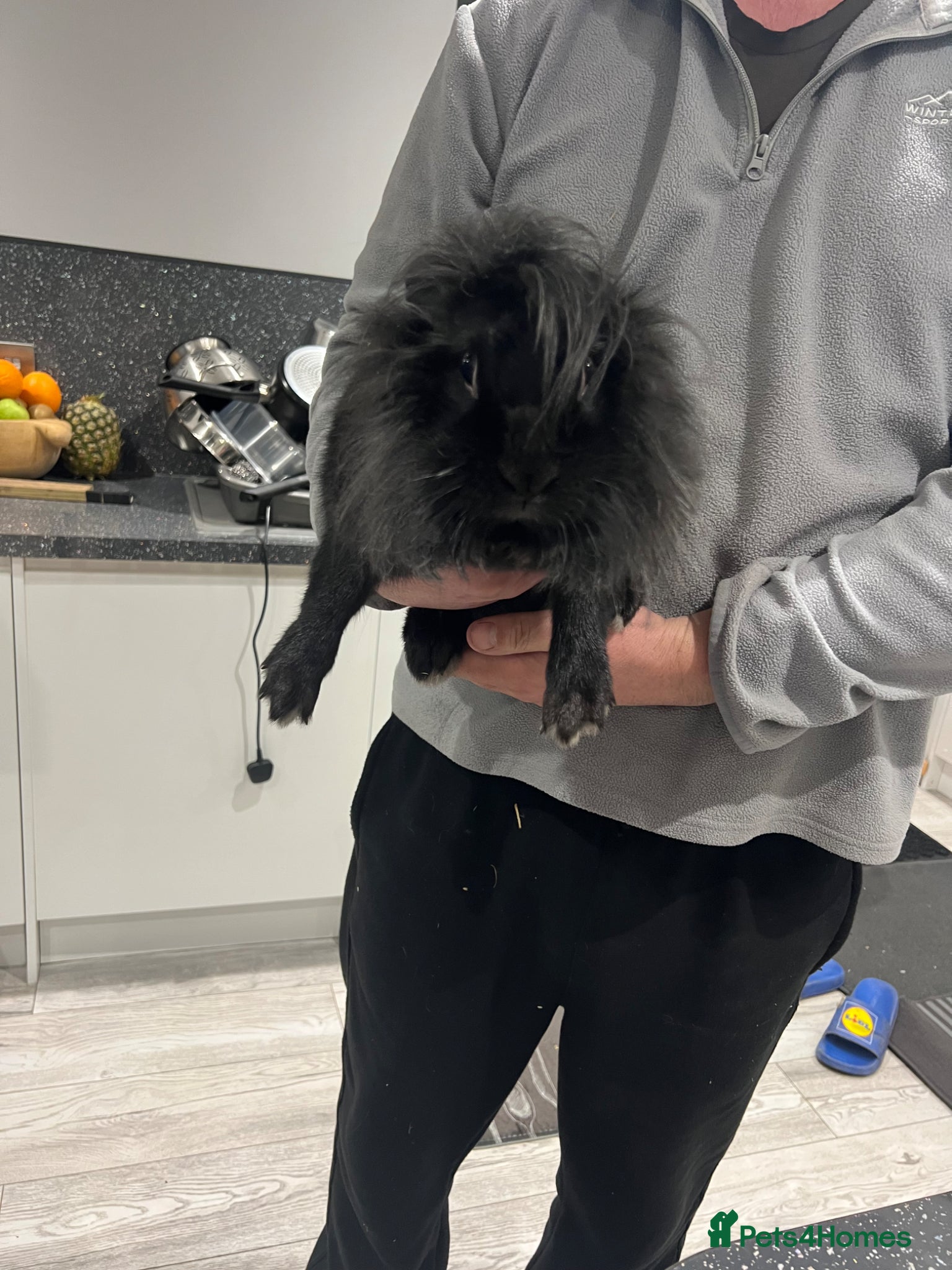 Lionhead rabbits 8 week old and 1 year old loan heads  - Advert 2