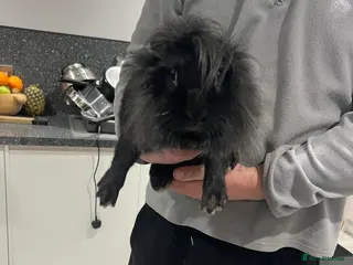 Lionhead rabbits 8 week old and 1 year old loan heads - Advert 2