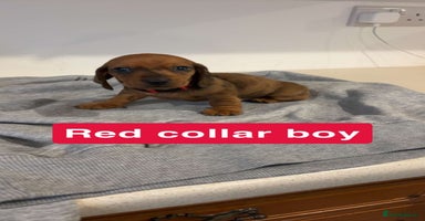 Dachshund dogs - Advert 9