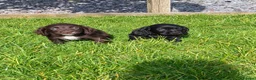 Cocker Spaniel dogs for sale: Cocker puppies  in Taunton - Advert 3