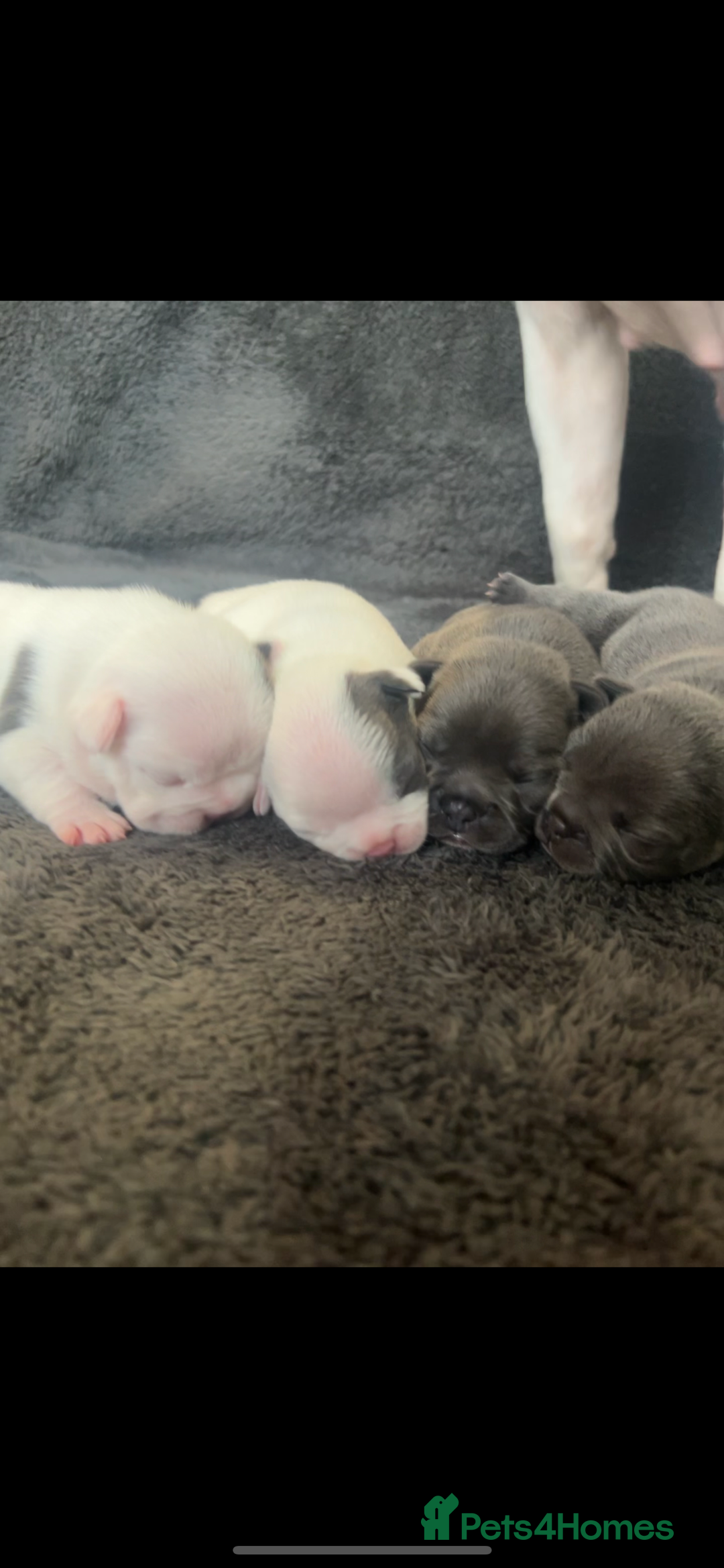 French Bulldog dogs for sale: Kc registered french bulldog puppies available 🐶 - Image 1
