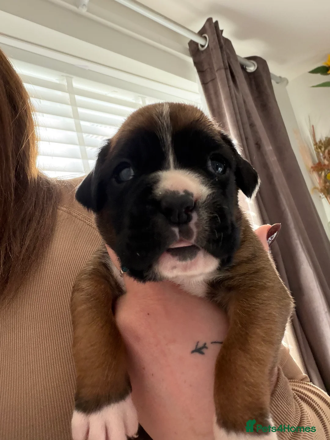 Boxer dogs for sale: Beautiful Boxer Puppies  in Bourne - Advert 32