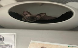 Sphynx cats for sale: Blue eyes tiny girl 4 years old  - Image 2