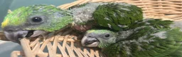 Parrots birds for sale: Baby yellow naped amazons  - Advert 2