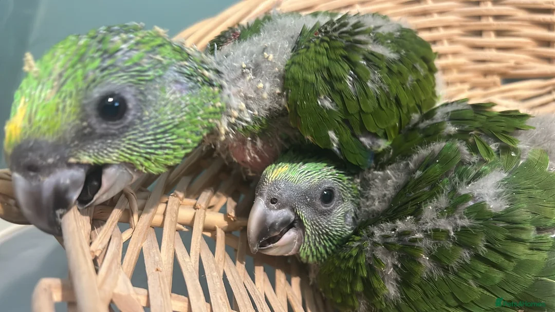 Parrots birds for sale: Baby yellow naped amazons  - Advert 2