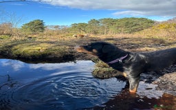 Rottweiler dogs for sale: Rottweiler puppies  - Advert 29