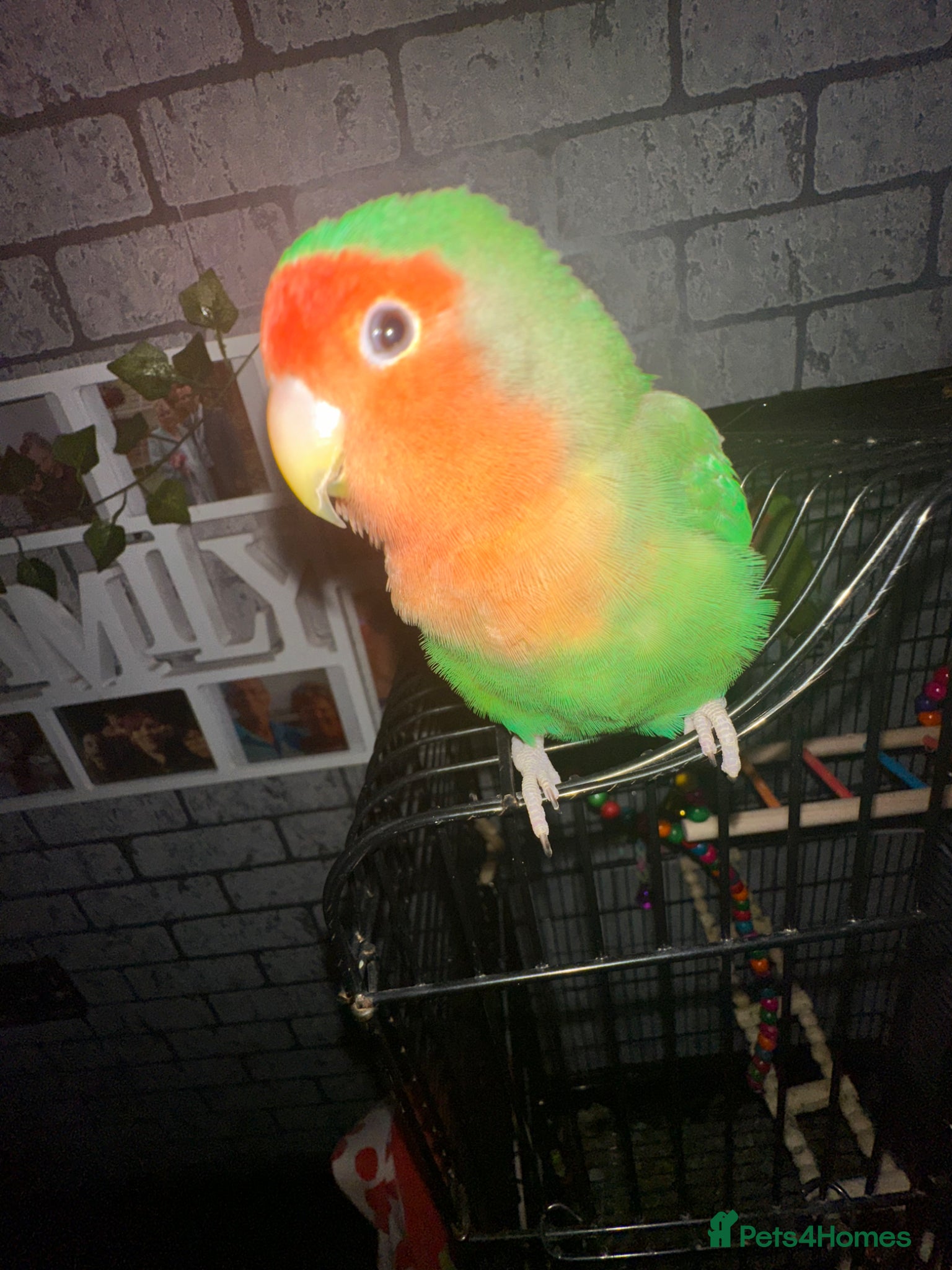 Lovebirds birds Pair lovebirds for sale (no time wasters) - Advert 12