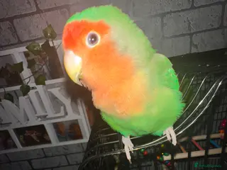 Lovebirds birds Pair lovebirds for sale (no time wasters) - Advert 12