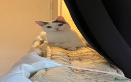 Mixed Breed cats for sale: Casper. Free to a good home  - Image 1