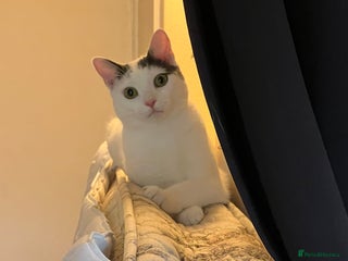 Mixed Breed cats Casper. - Advert 1