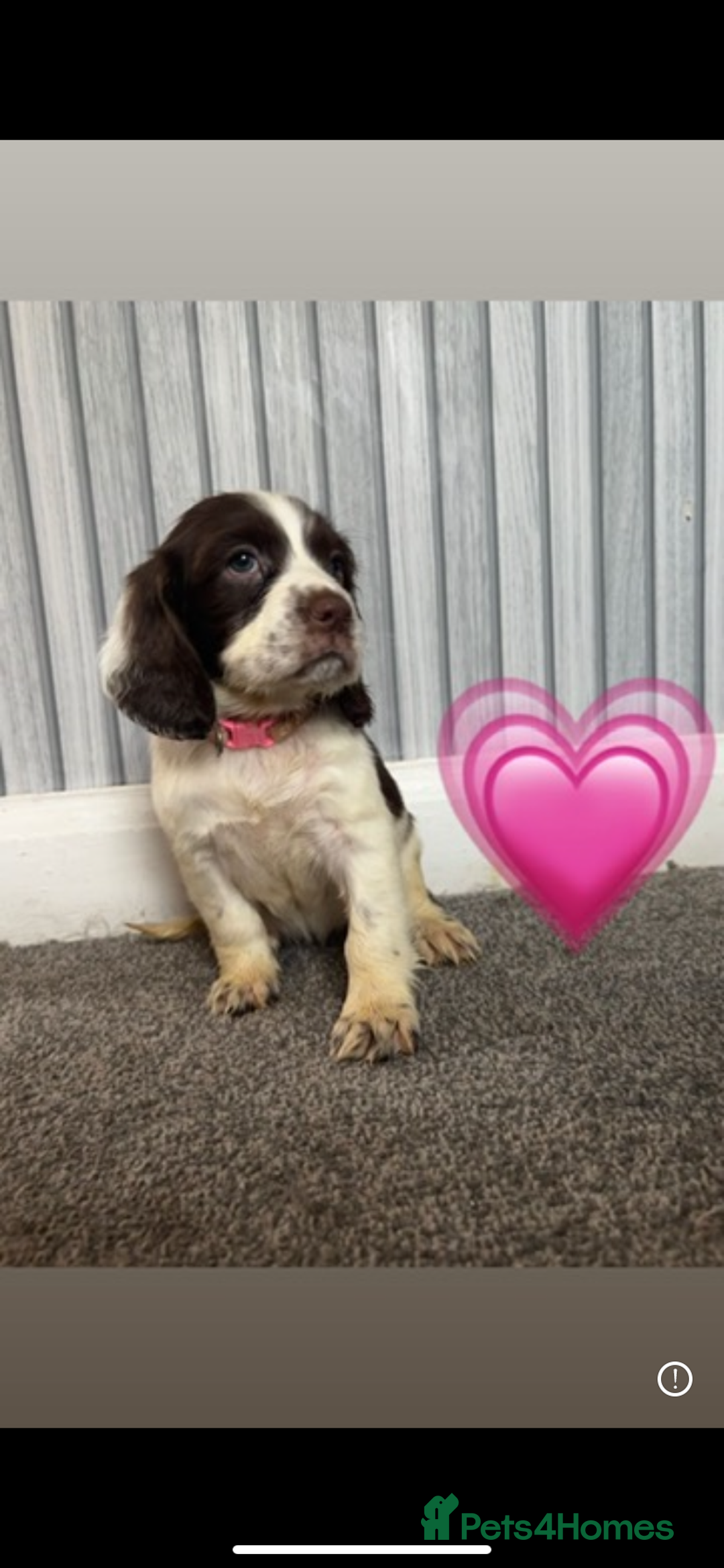 Sprocker dogs for sale: Sprocker spaniel puppy’s  - Advert 5