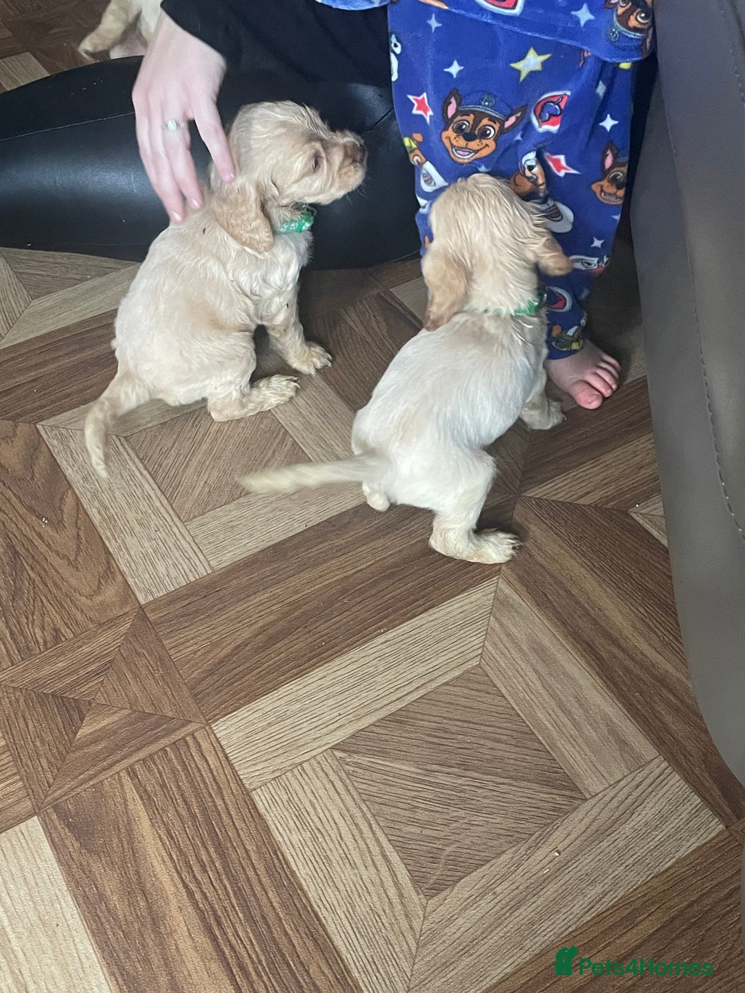 Cocker Spaniel dogs for sale: Cockerspaniel puppys Ready now!!! - Advert 12