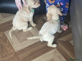 Cocker Spaniel dogs 6 weeks old cockerspaniel puppys - Advert 11