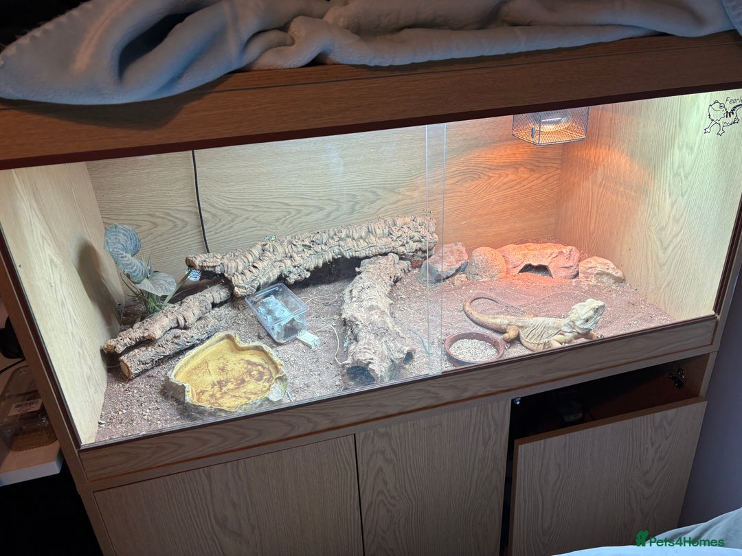 Lizard reptiles for sale: Beard dragon called Fearless  - Advert 1