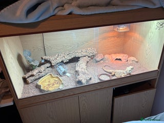 Lizard reptiles Beard dragon called Fearless - Advert 1