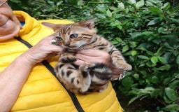 Mixed Breed cats for sale: Farm Bred Kittens  - Image 5