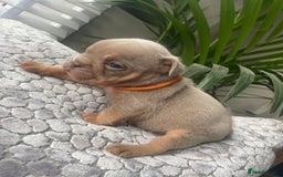 English Bulldog dogs for sale: Beautiful fullsuit litter of perfection 😃  - Image 3