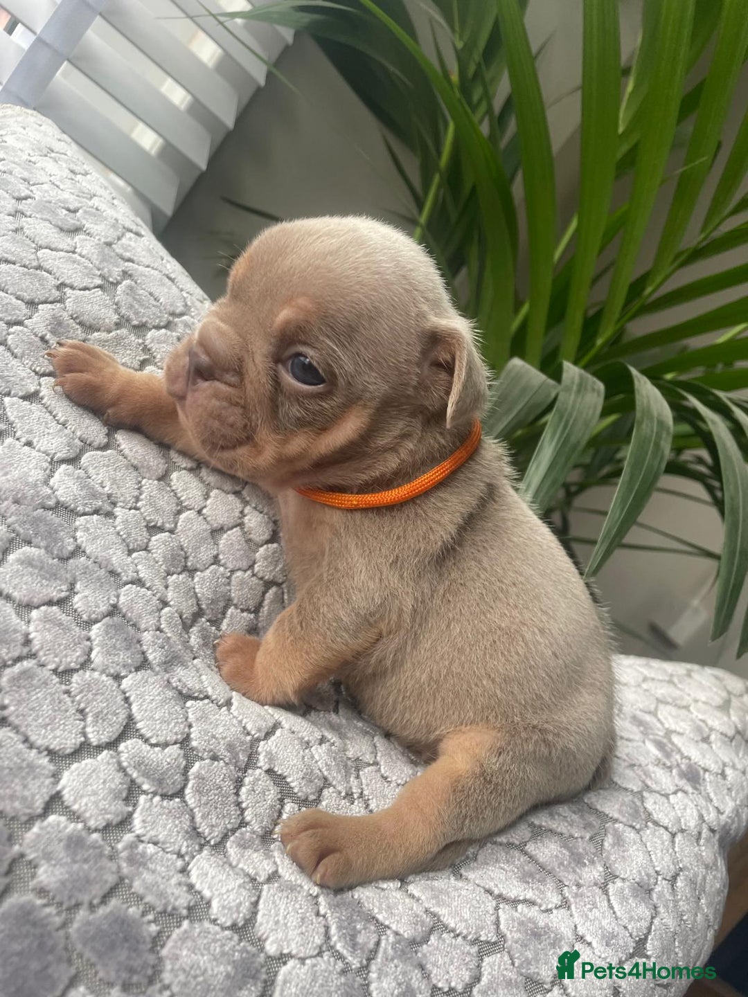 English Bulldog dogs for sale: Beautiful fullsuit litter of perfection 😃  - Image 3