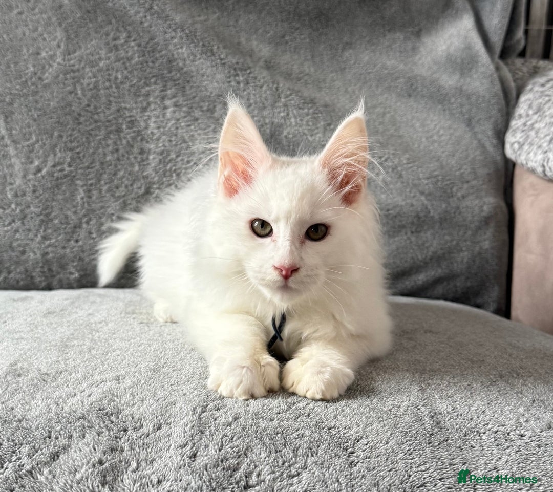 Maine Coon cats for sale: Maine Coon Kittens TICA Registered Cattery  - Image 11