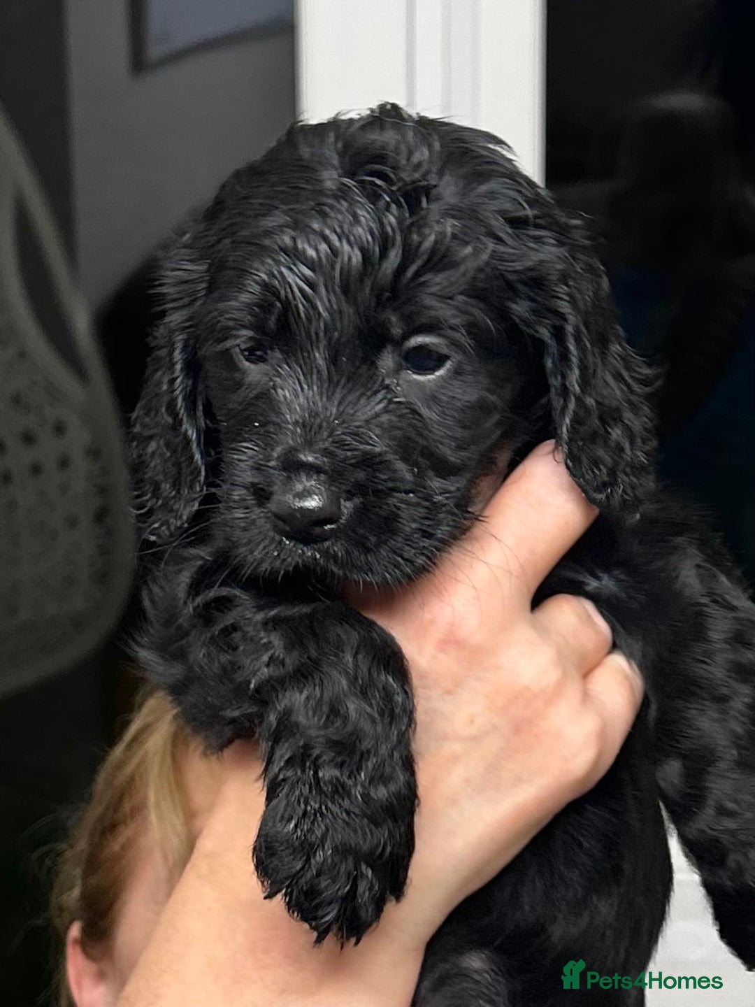 Cocker Spaniel dogs for sale: ✨ Cuddles Await from our Cocker Spaniel Pups  - Advert 11